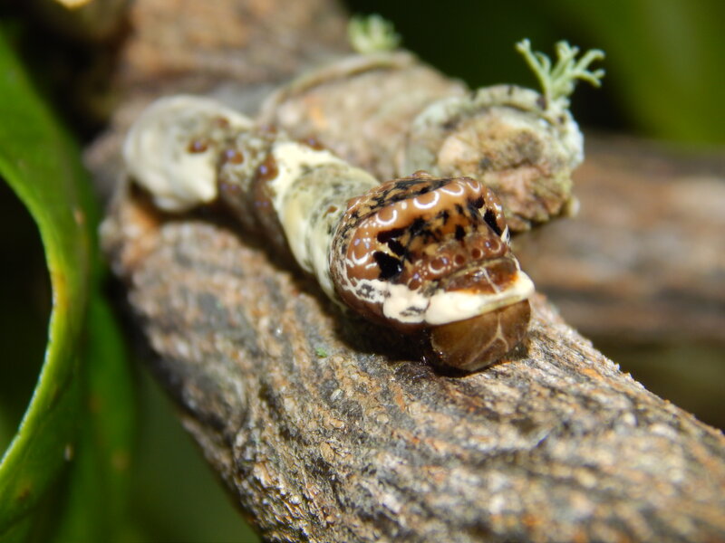 Caterpillar on Branch