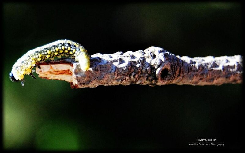 Caterpillar on Branch — Yellow