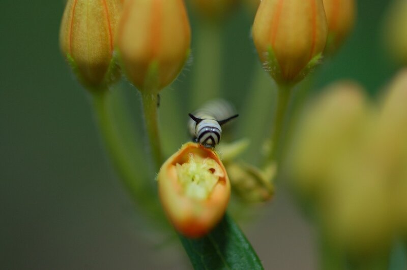 caterpillar on flower bud
