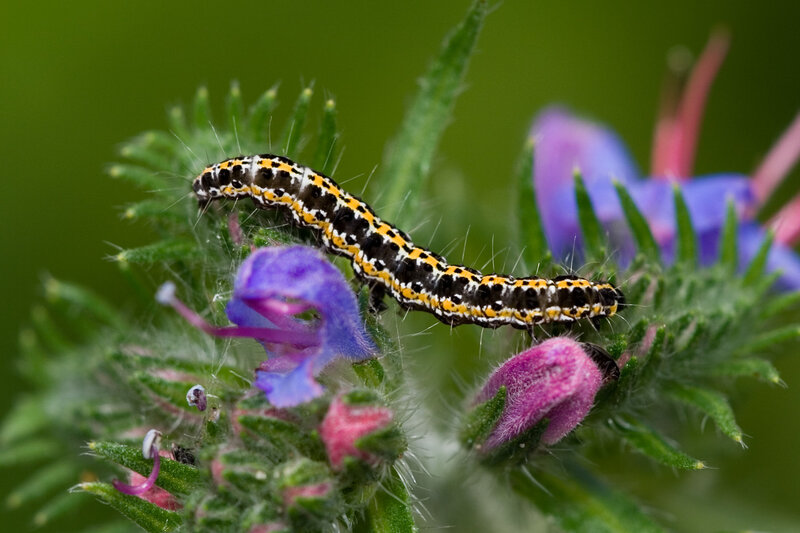 Caterpillar on Flower — Green