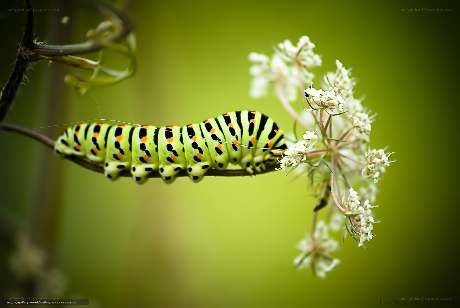 caterpillar on flower stem