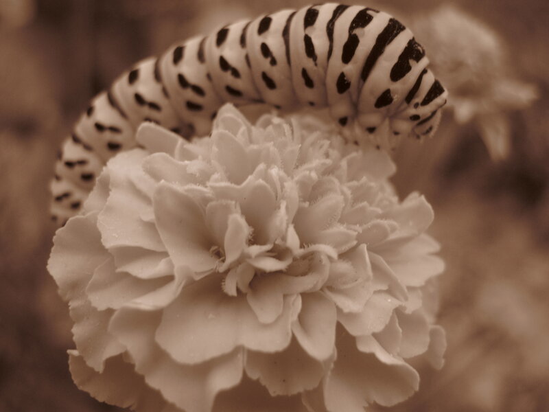 Caterpillar on Flower
