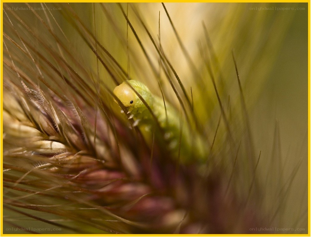 caterpillar on grass seed head