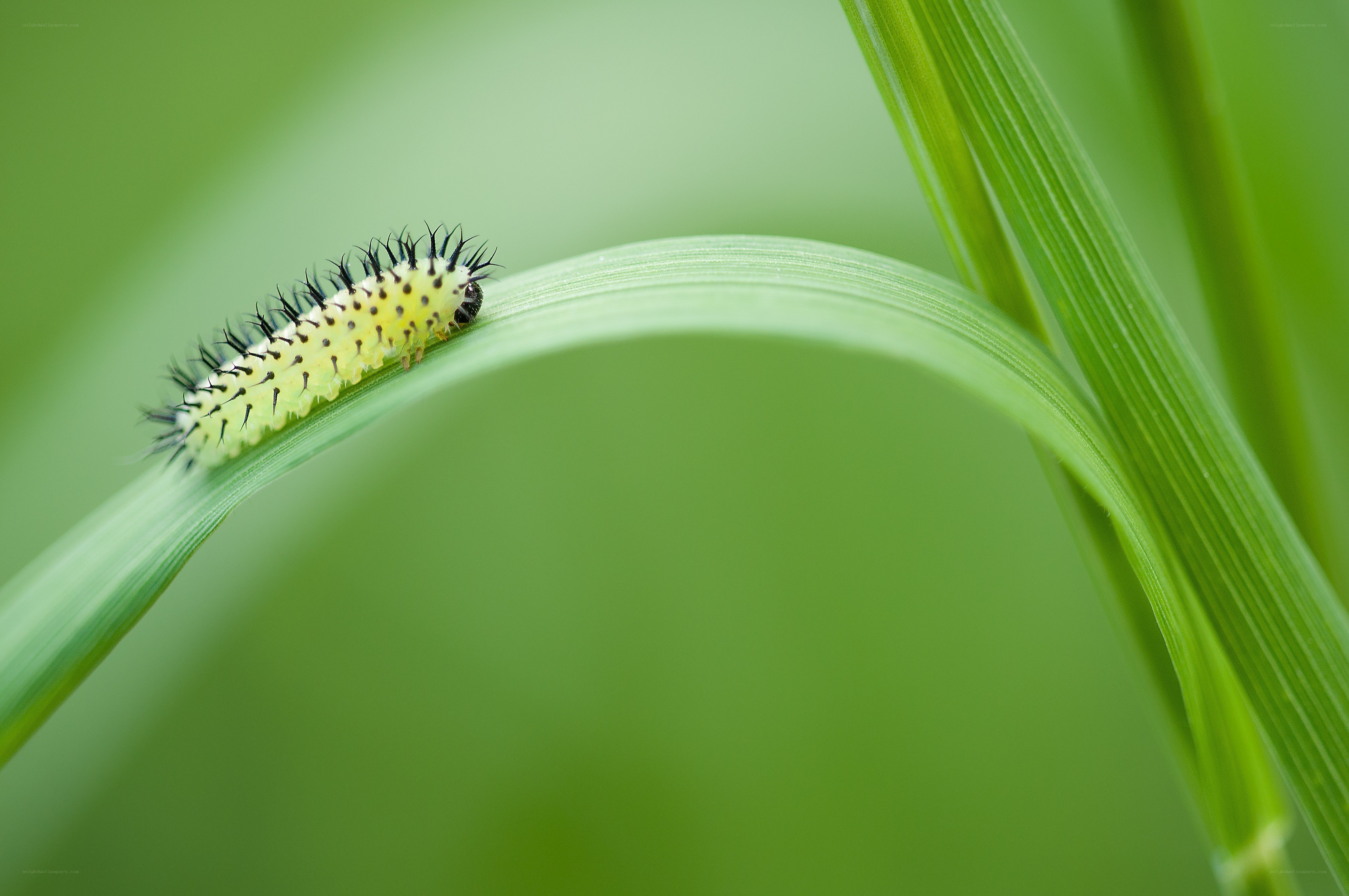 caterpillar on green leaf