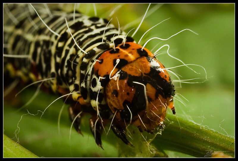 caterpillar on green leaf