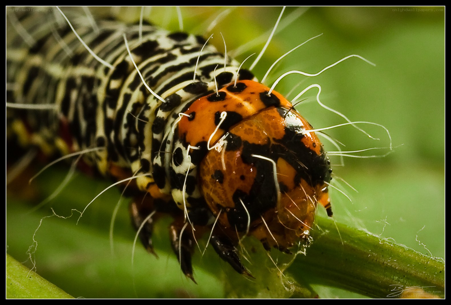 caterpillar on green leaf