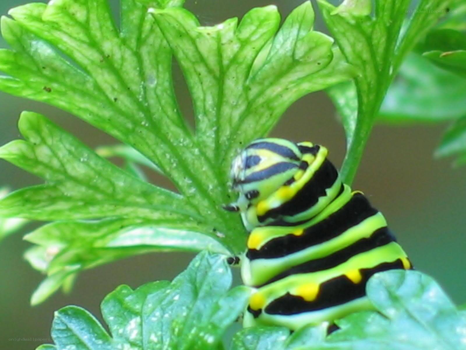 caterpillar on green leaf
