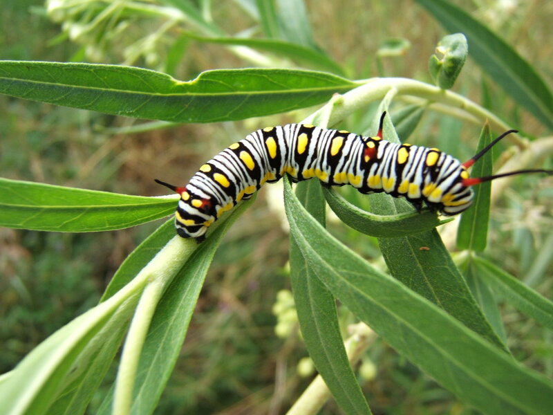 Caterpillar on Green Leaf — Natural