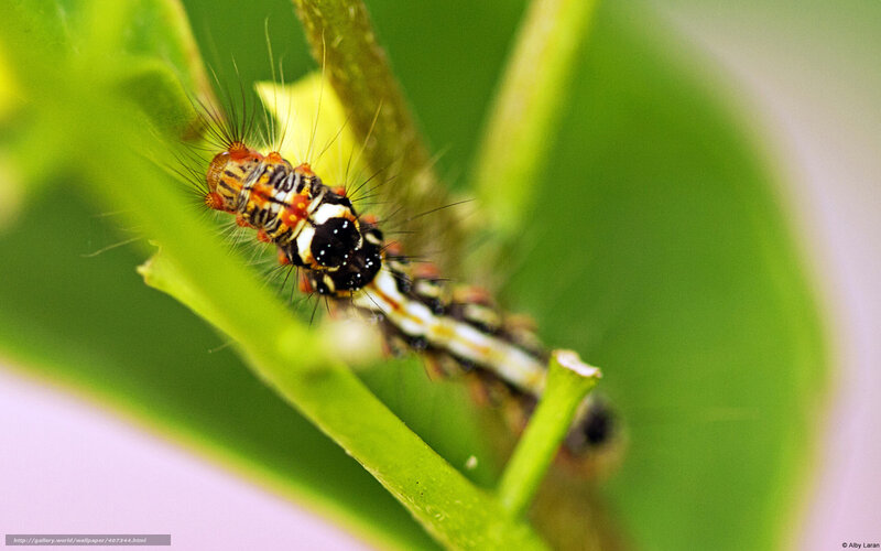 caterpillar on green leaf