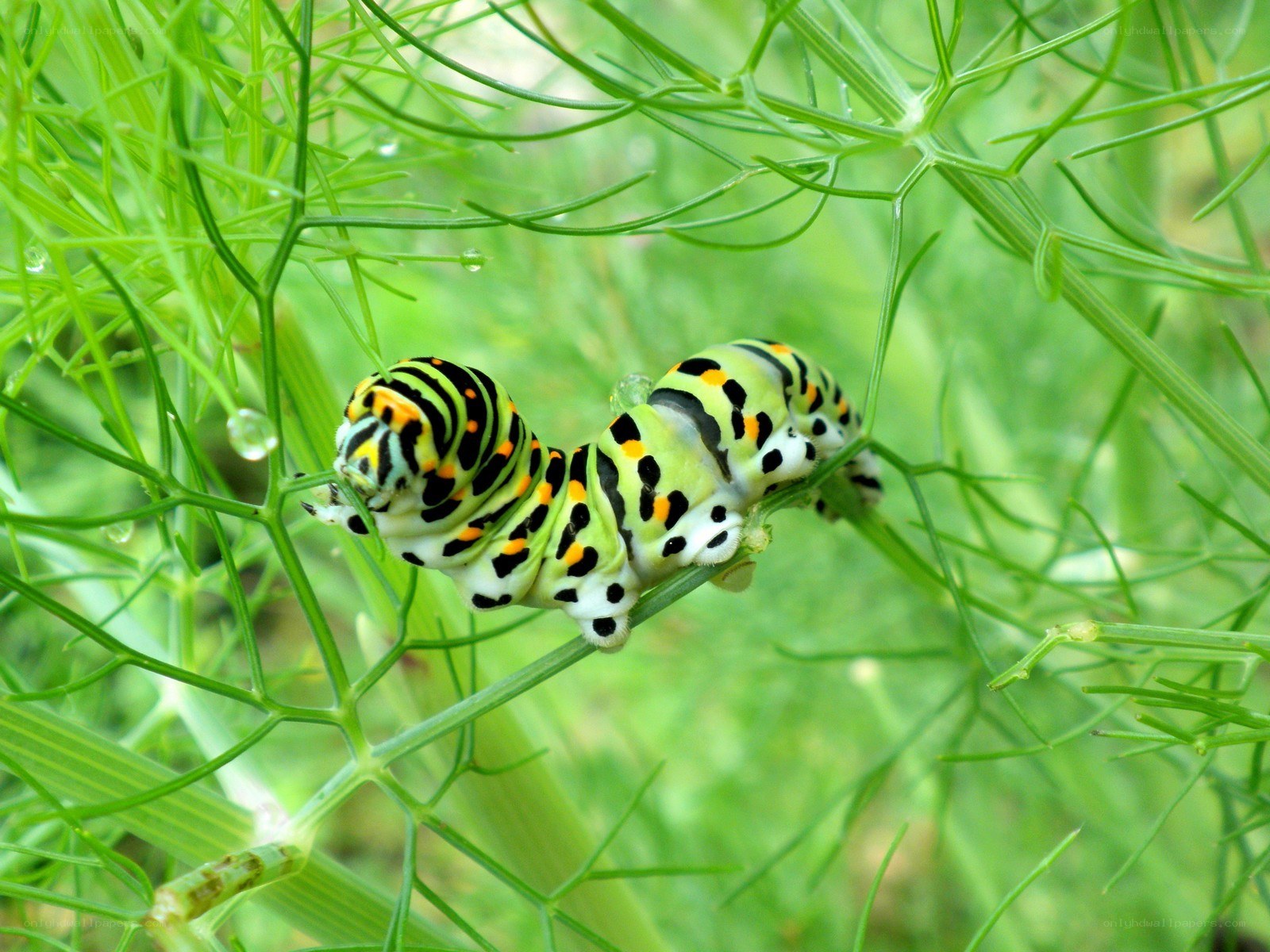 caterpillar on green plant