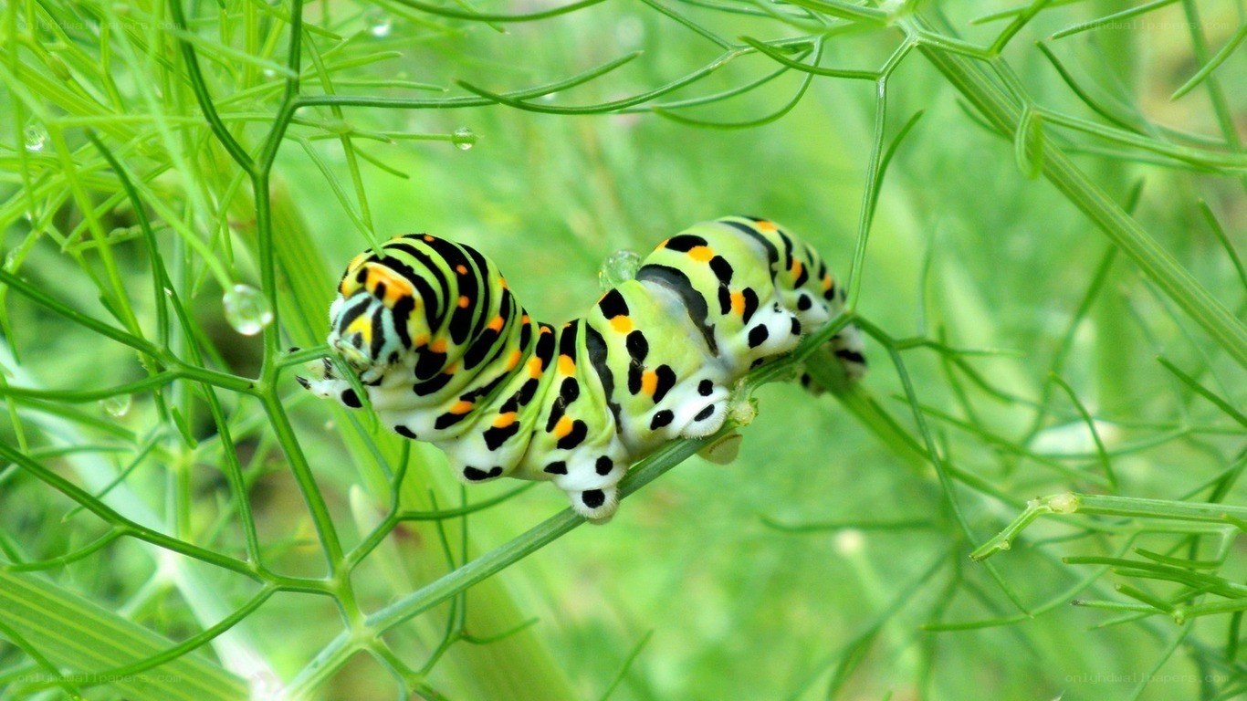 caterpillar on green plant