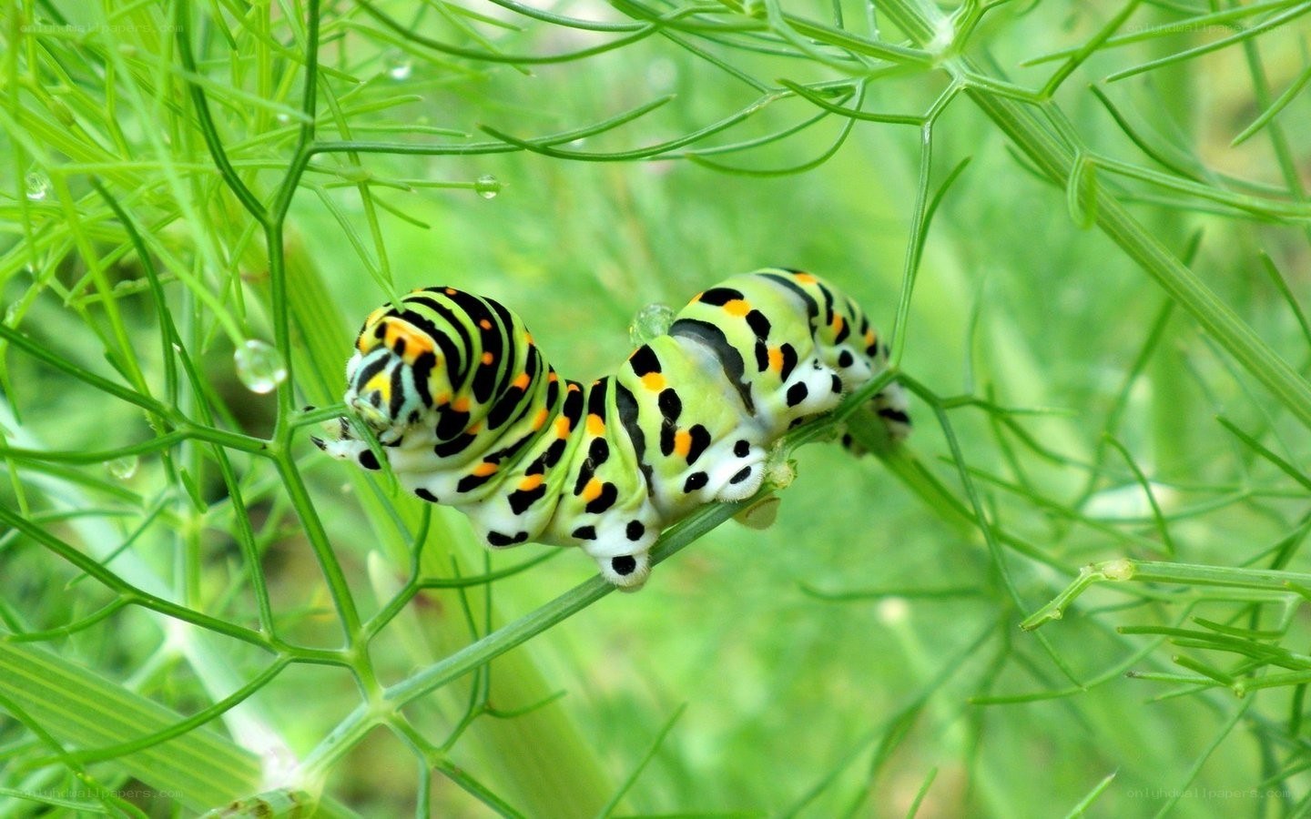 caterpillar on green plant