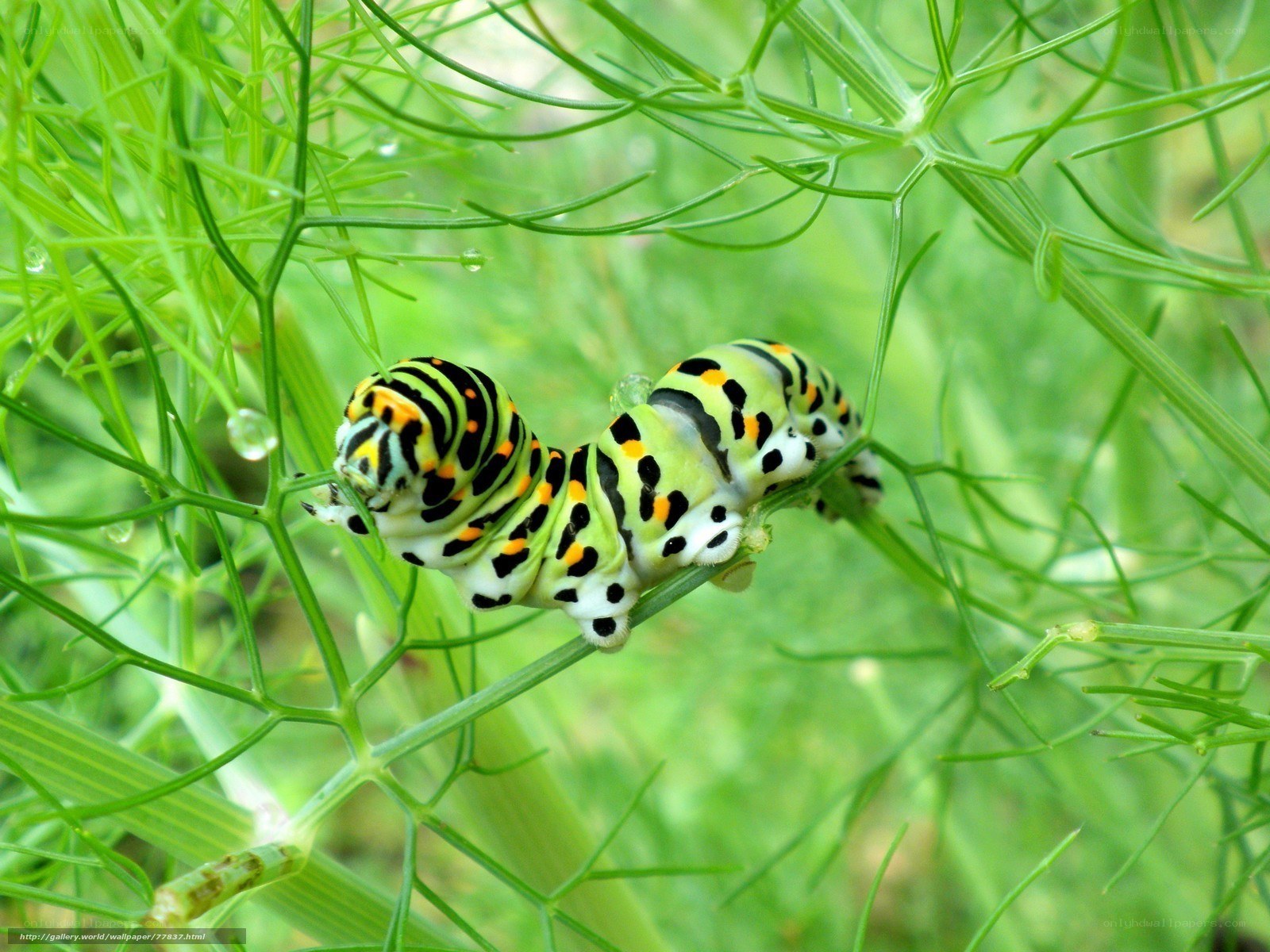 caterpillar on green plant