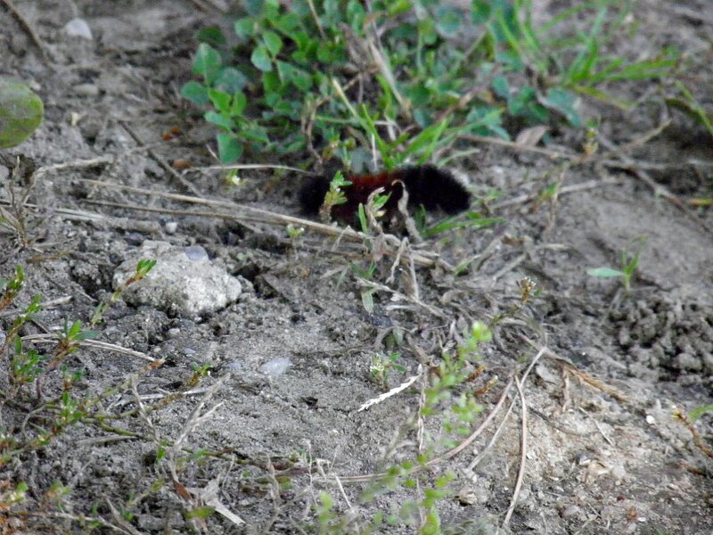 Caterpillar on Ground