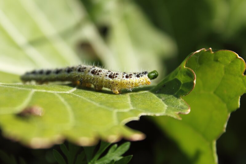 Caterpillar on Leaf — Green, Natural, Afternoon