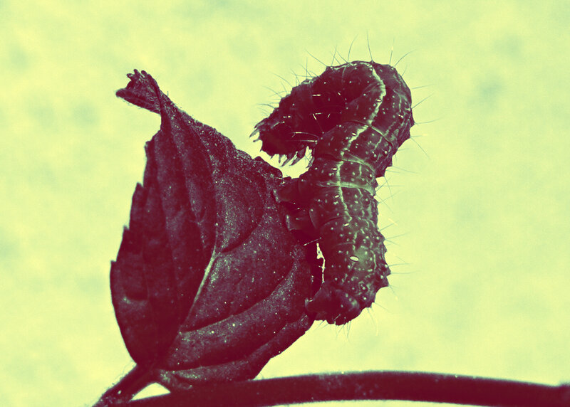 Caterpillar on Leaf — Green, Natural