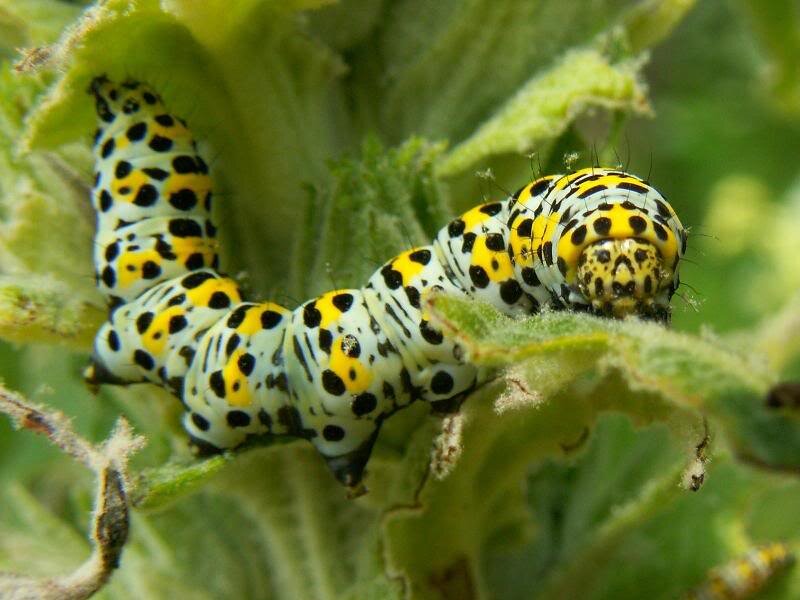 Caterpillar on Leaf — Green