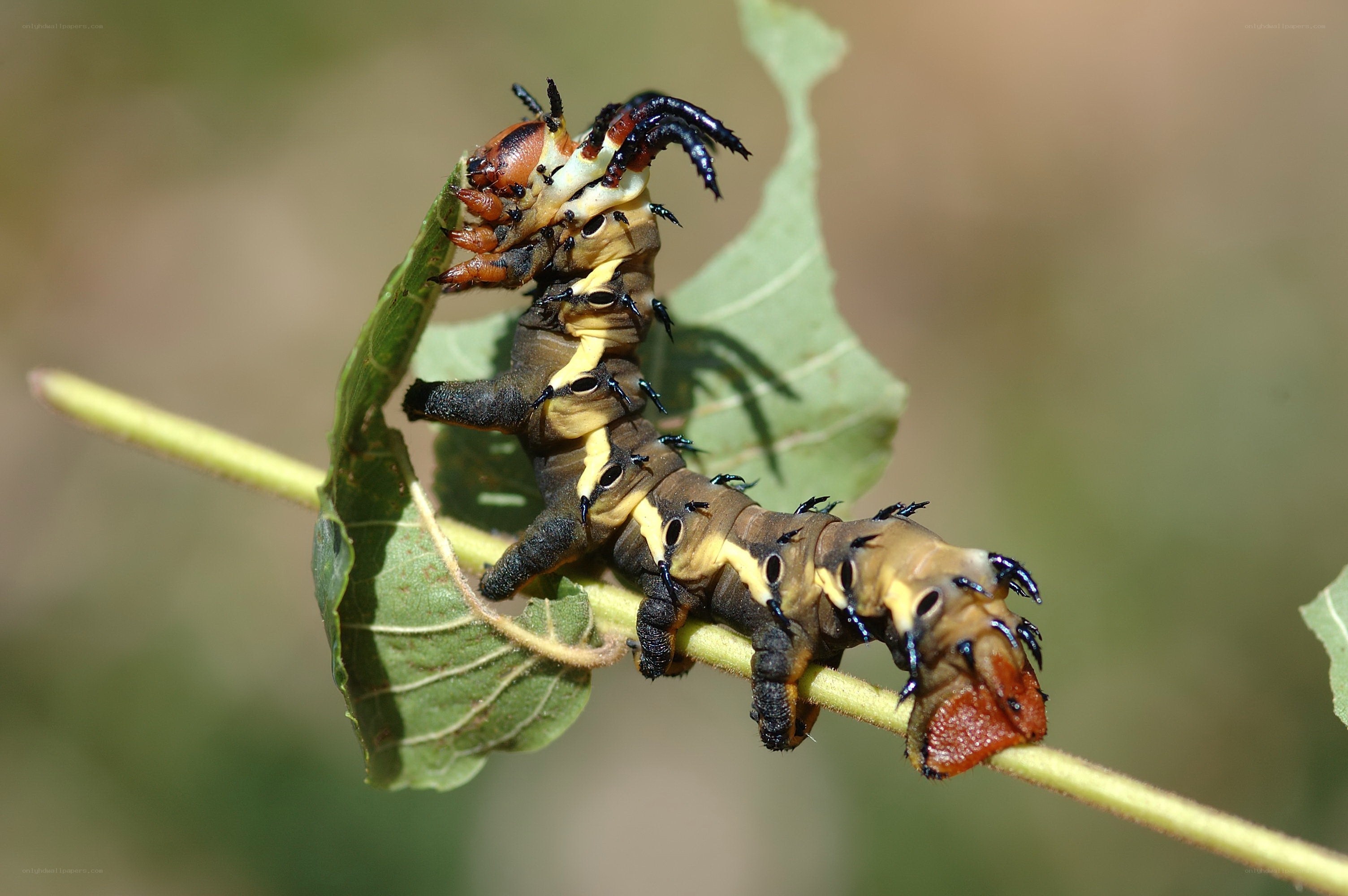 caterpillar on leaf