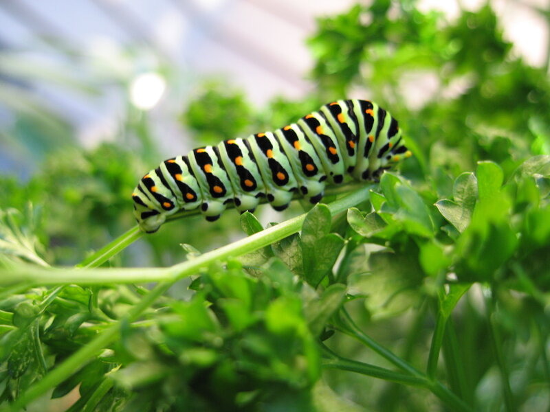 Caterpillar on Parsley