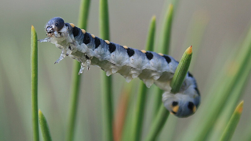 Caterpillar on Pine Needles