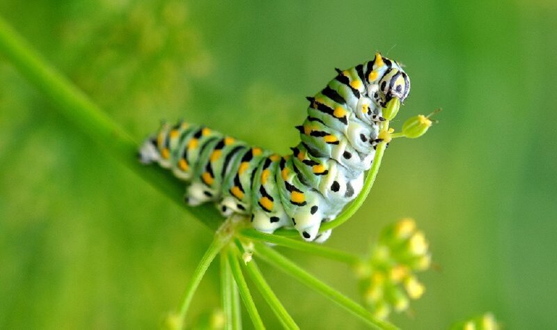 Caterpillar on Plant — Green