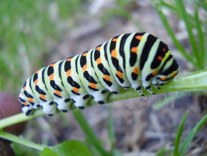 Caterpillar on Plant Stem — Green
