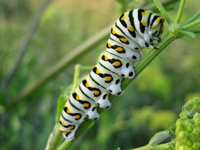 Caterpillar on Plant Stem
