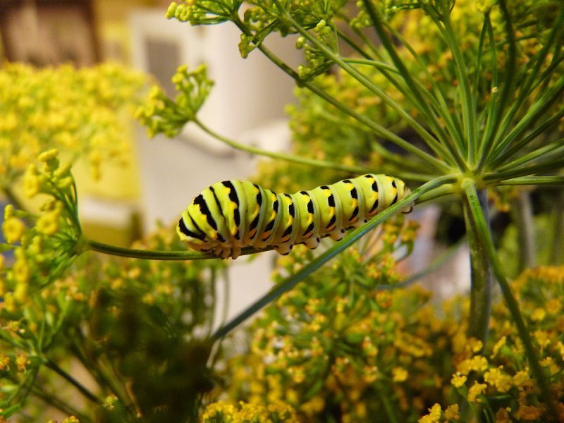 Caterpillar on Plant