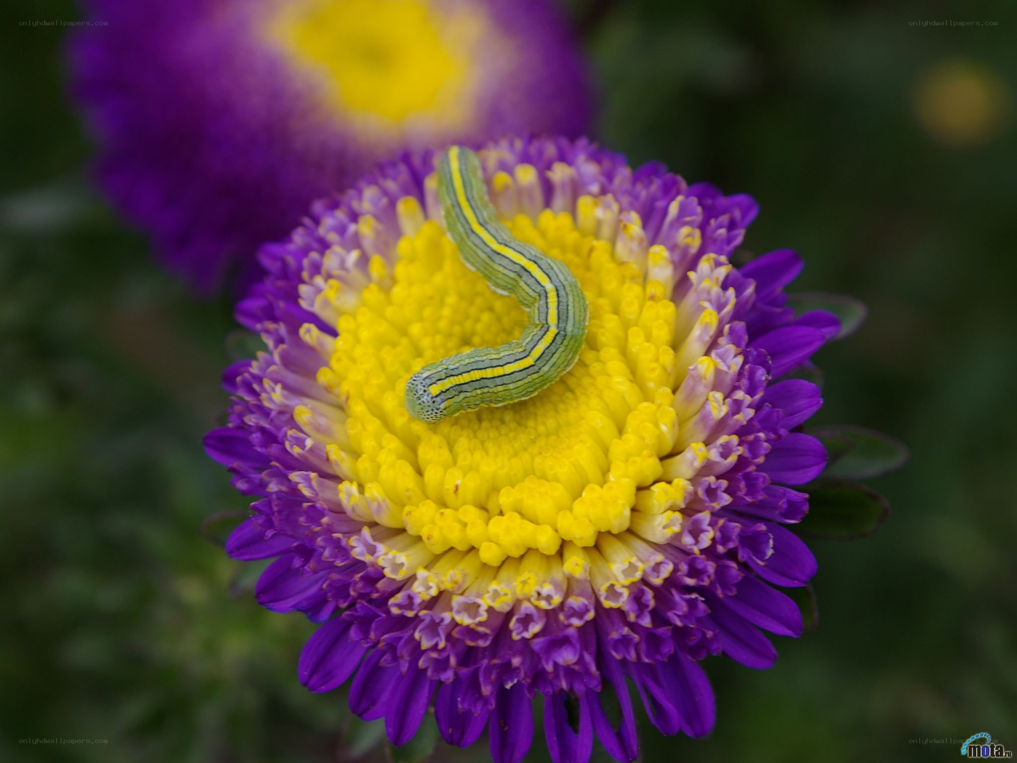 caterpillar on purple flower