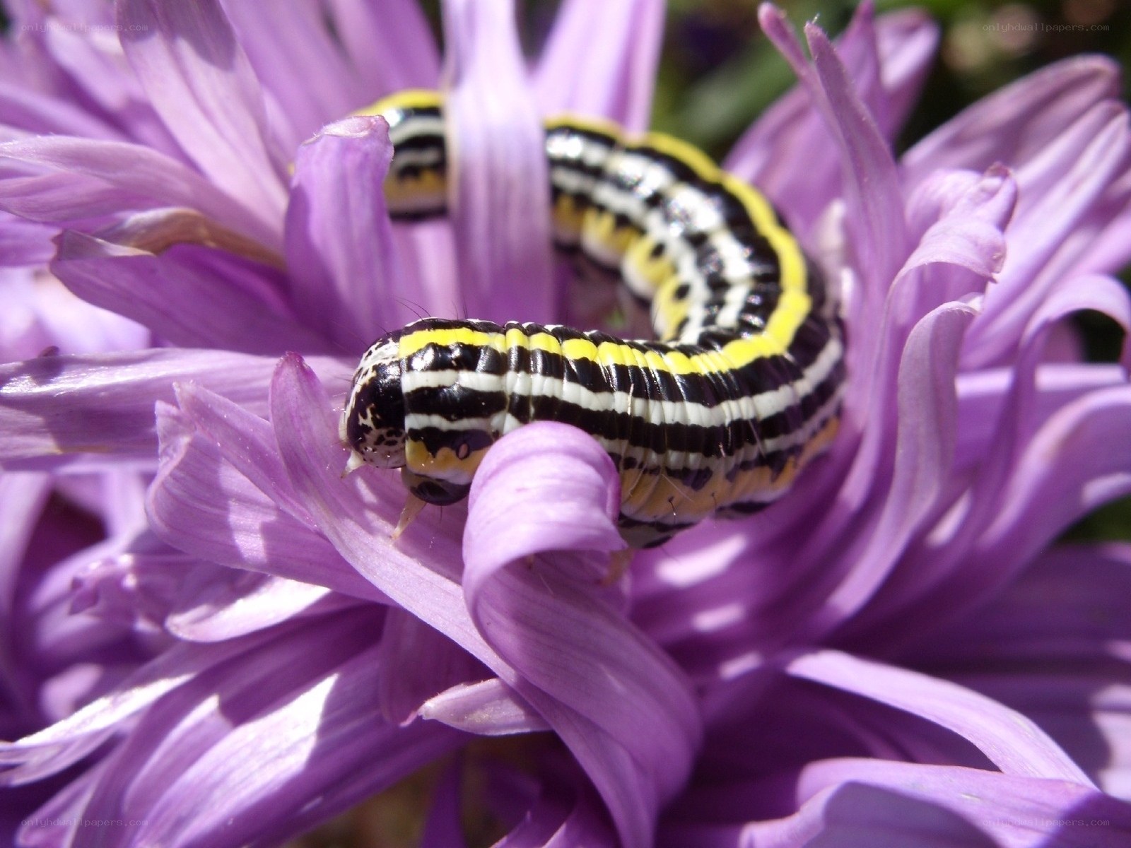 caterpillar on purple flower