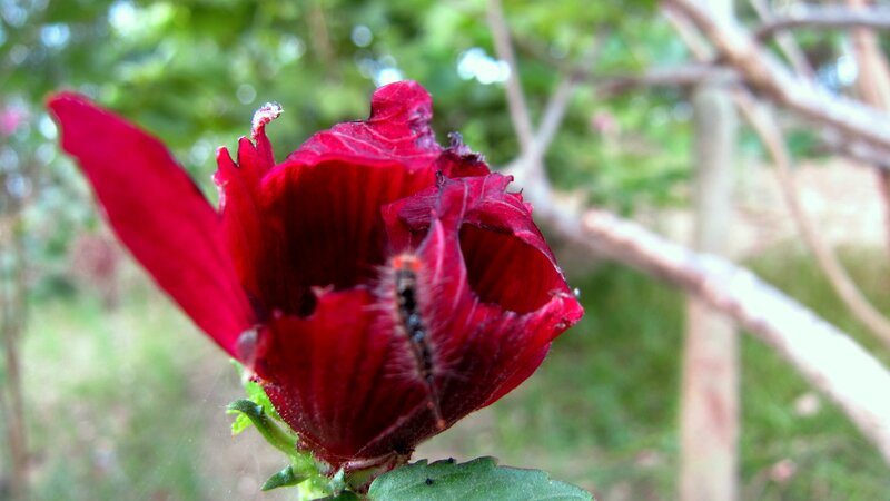 Caterpillar on Red Flower