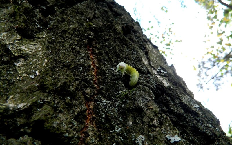 caterpillar on tree bark