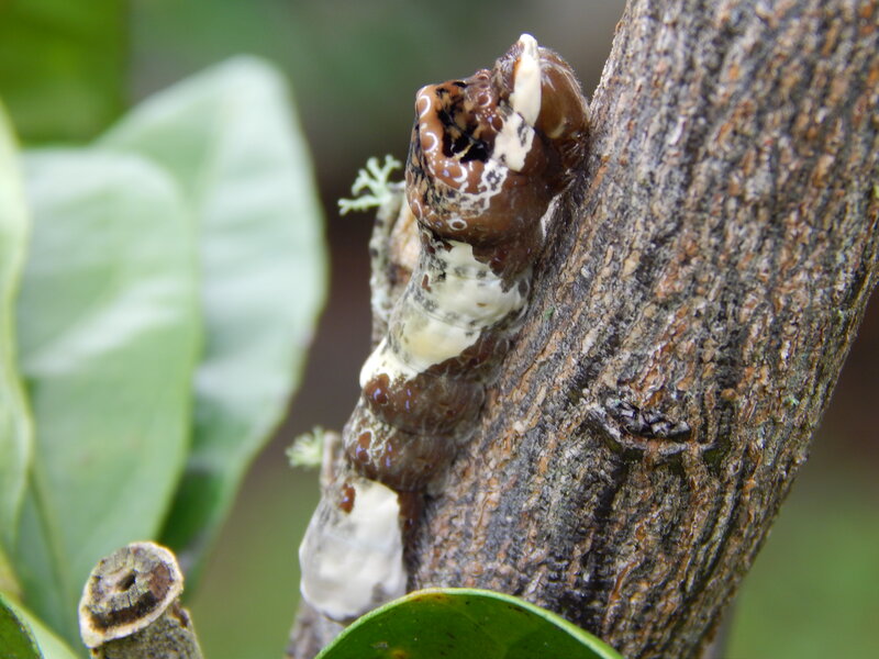 Caterpillar on Tree Branch
