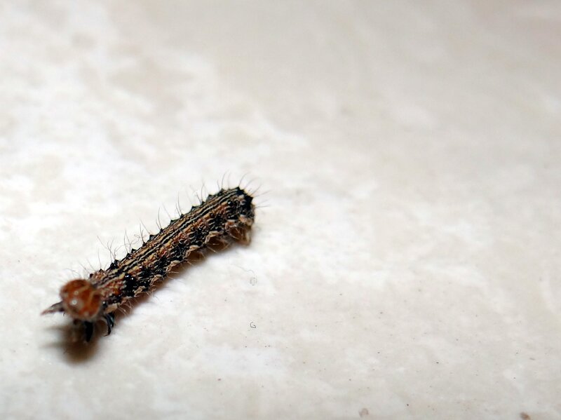 Caterpillar on White Surface — Brown