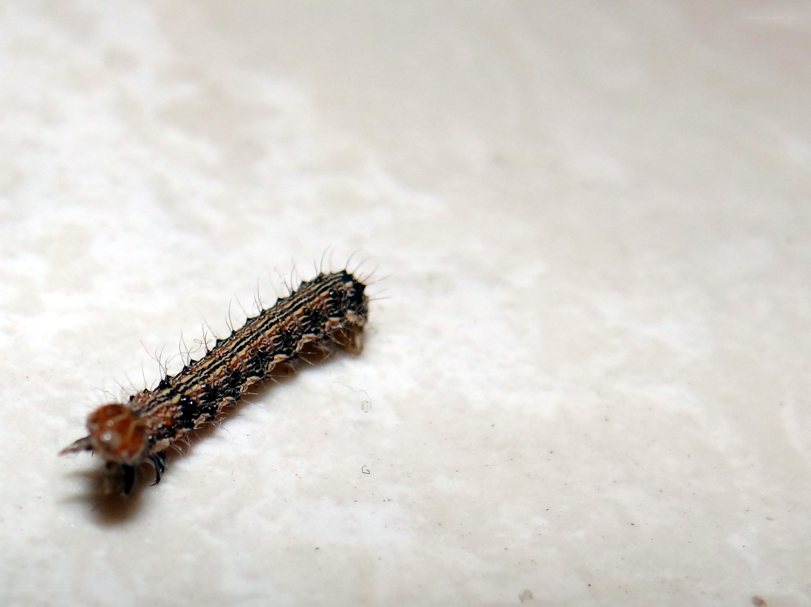 caterpillar on white surface