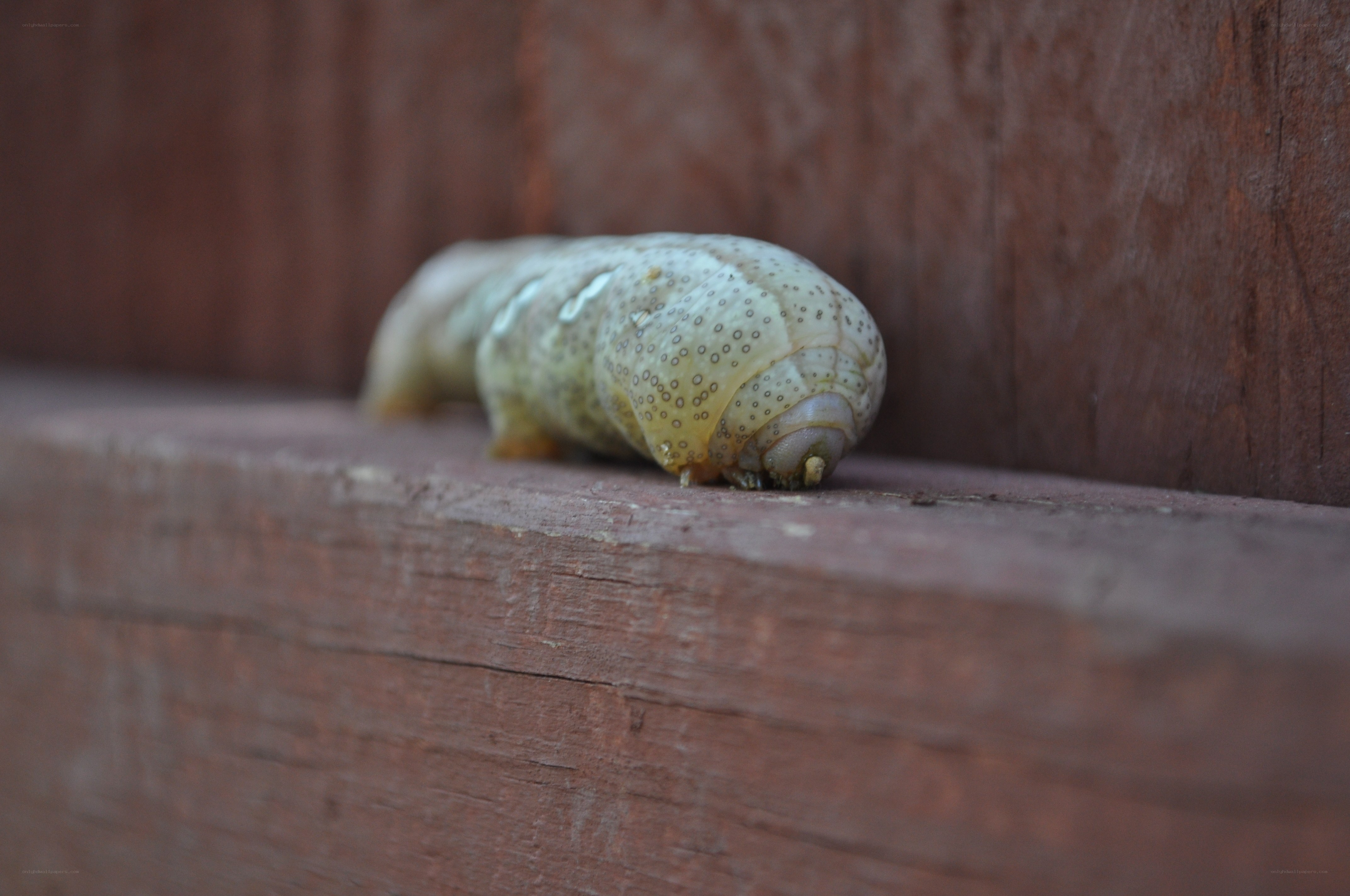 caterpillar on wooden surface