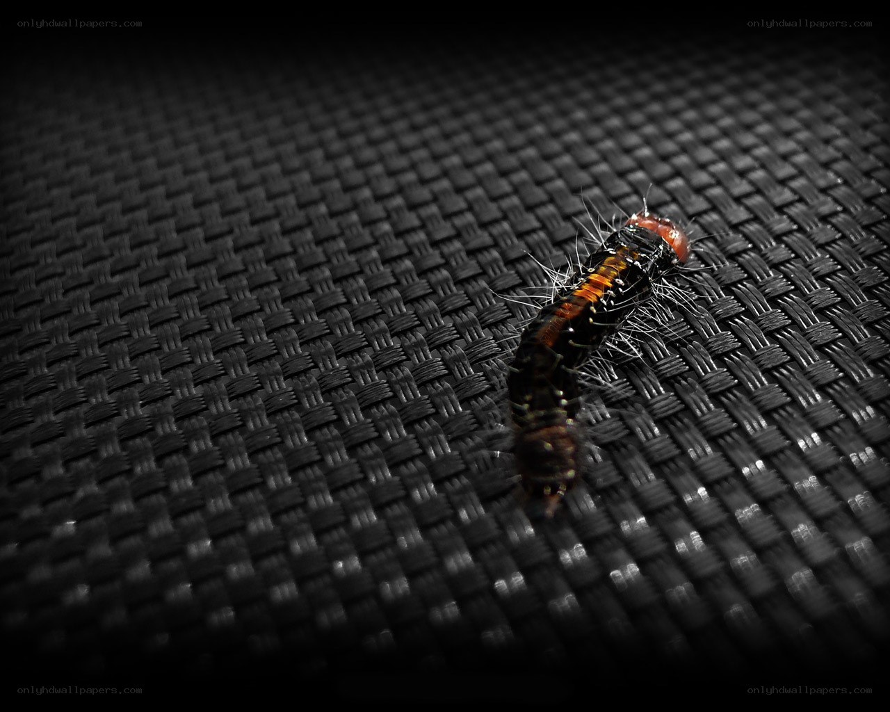caterpillar on woven surface