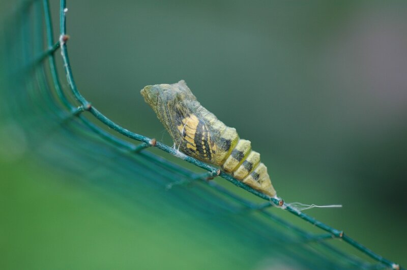 Caterpillar pupa on wire mesh