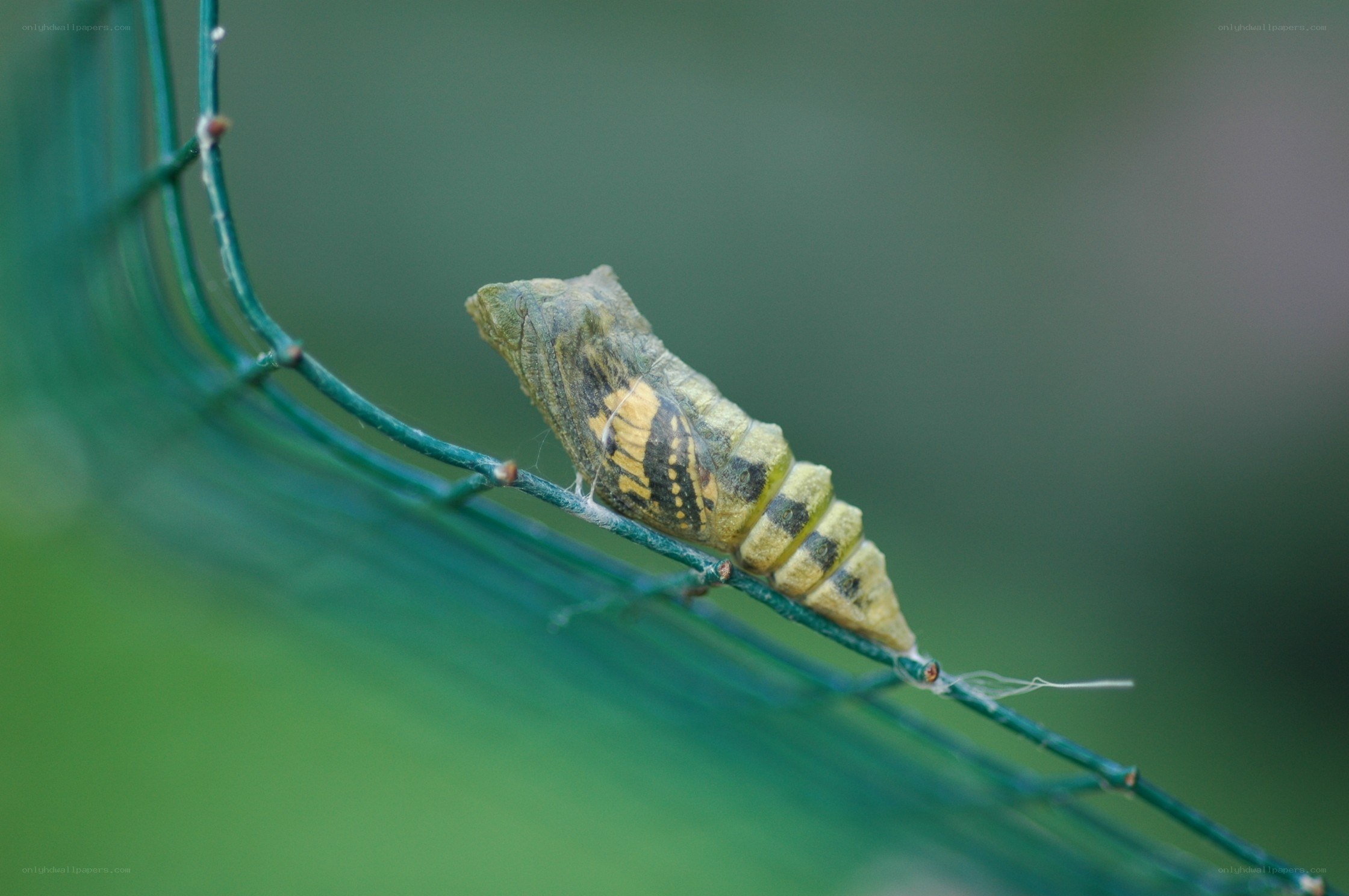 Caterpillar pupa on wire mesh