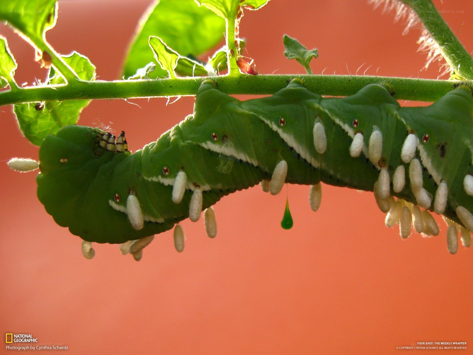 Caterpillar with parasitic wasp larvae