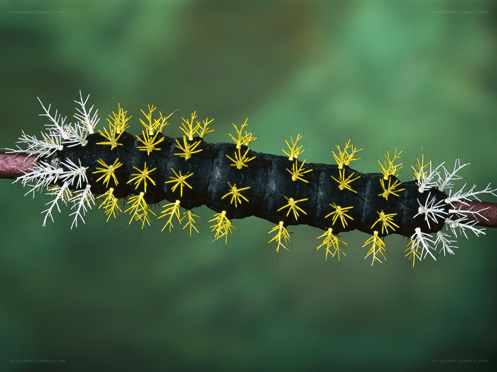 caterpillar with spines