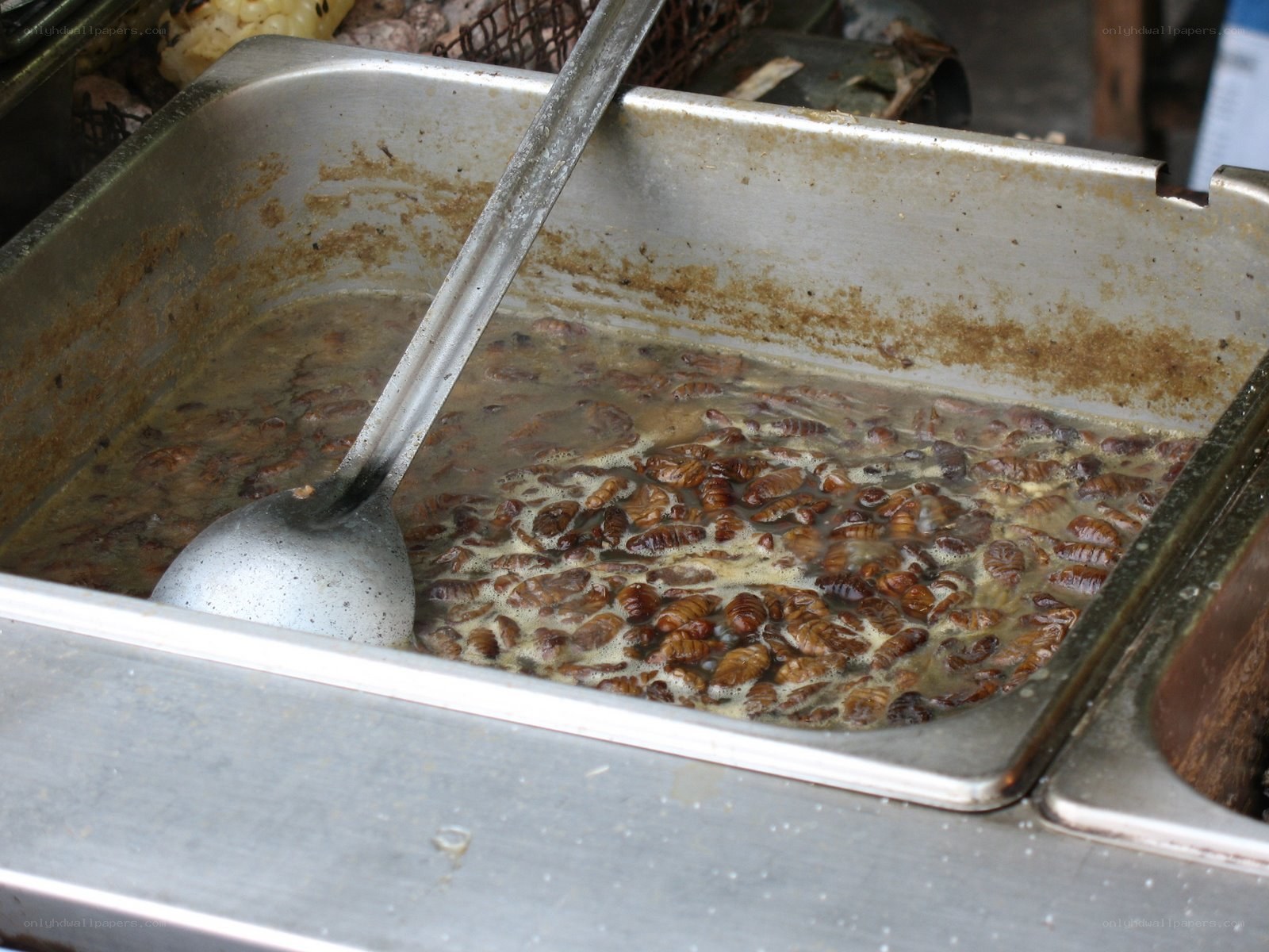 Caterpillars boiling in a tray