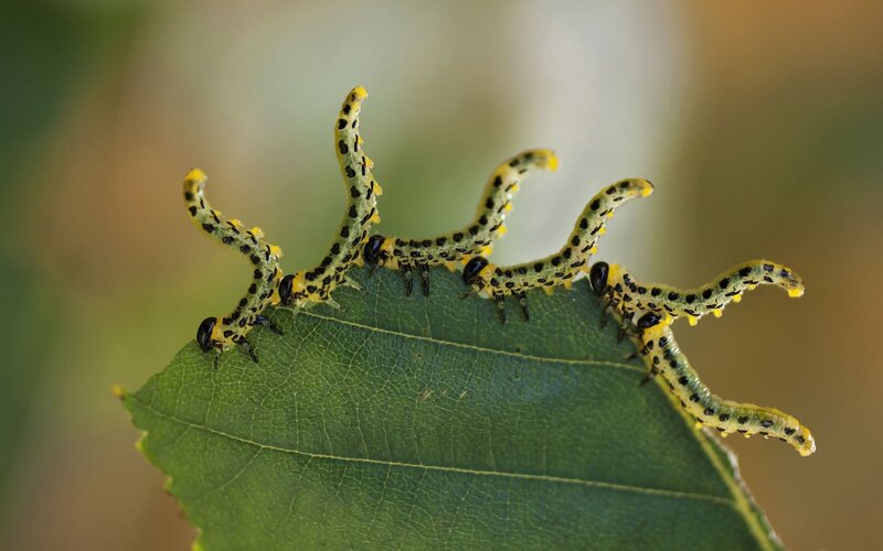 caterpillars on a leaf