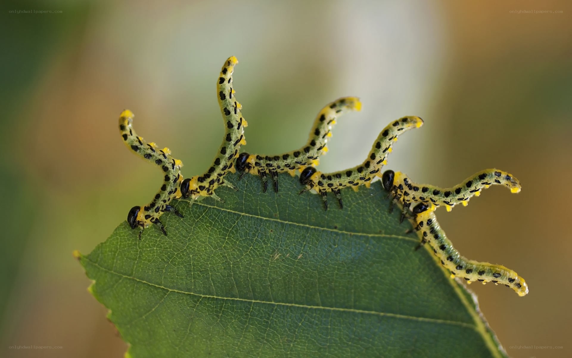 caterpillars on a leaf