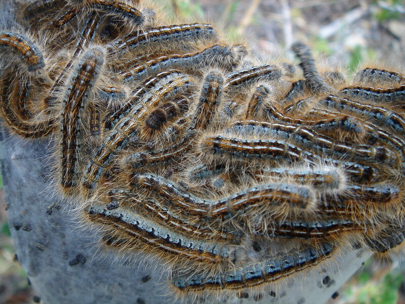 caterpillars on a tree trunk