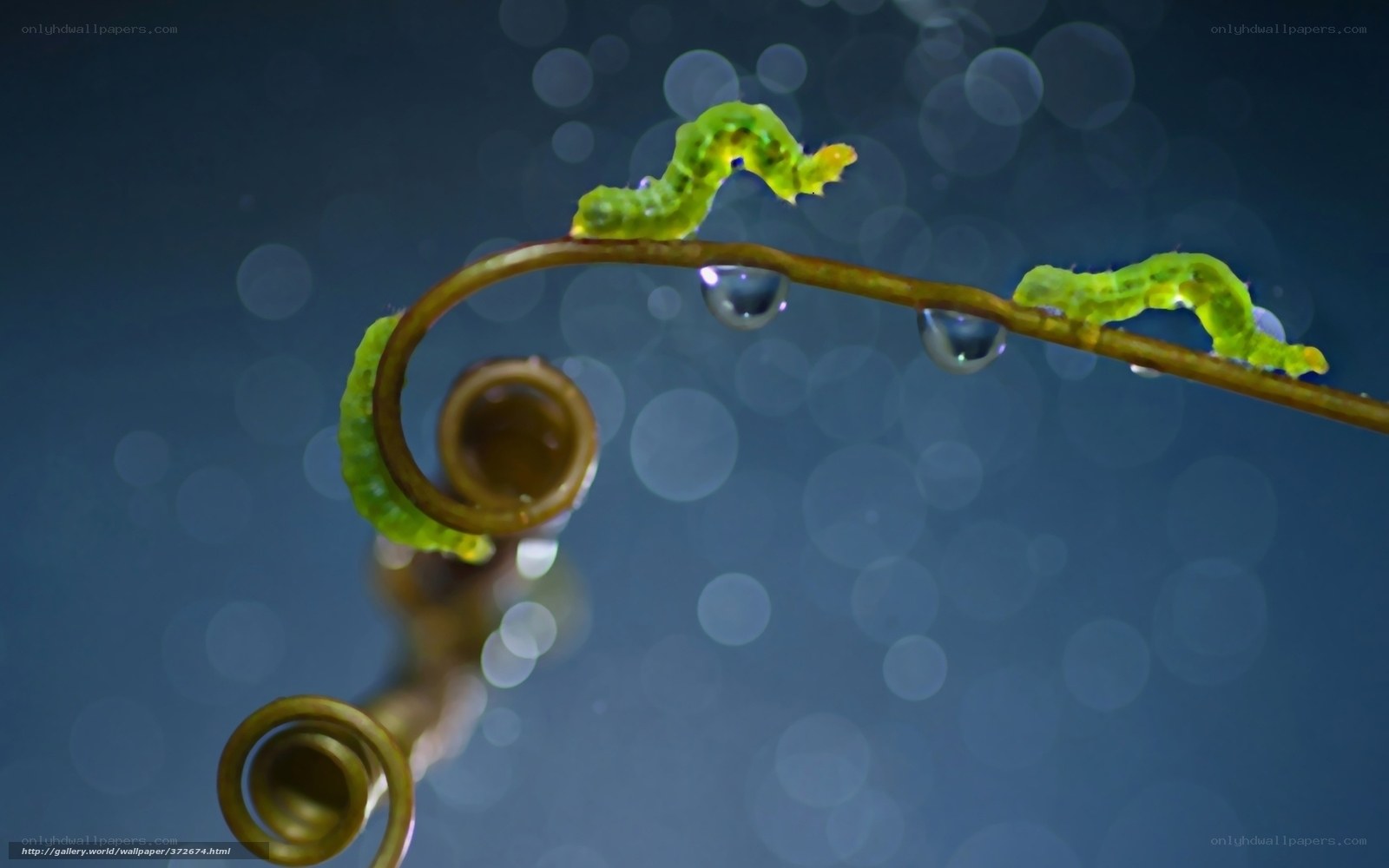 Caterpillars on a vine with dew