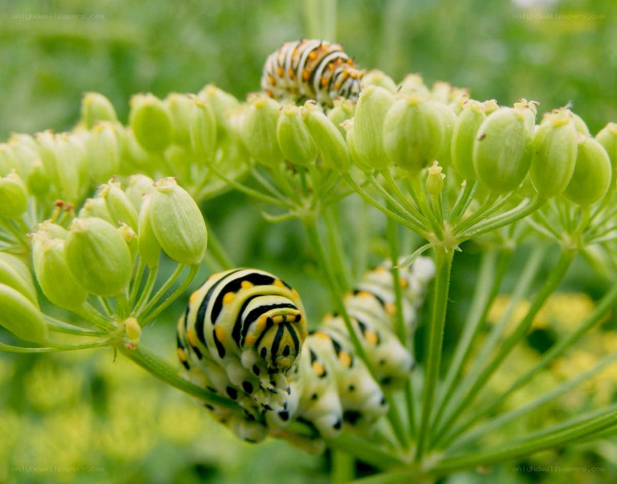 caterpillars on green plant