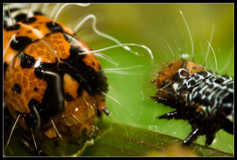 Caterpillars on Leaf — Green