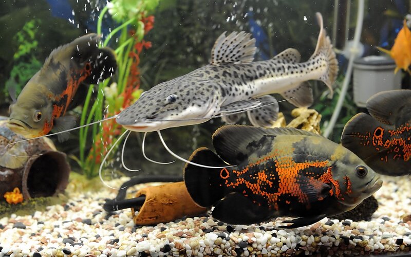 Catfish and Oscars in Aquarium