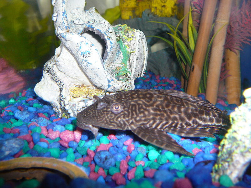 catfish in a colorful aquarium